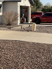 Geococcyx californianus