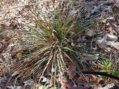 Oryzopsis asperifolia