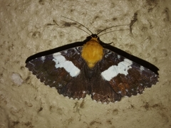Buzara latizona