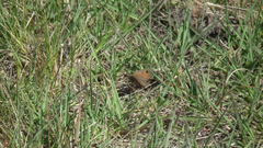 Cassionympha cassius