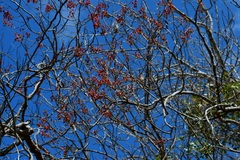 Heteropterys brachiata