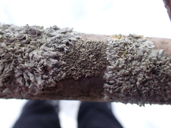 Phaeophyscia ciliata