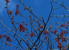 Heteropterys brachiata