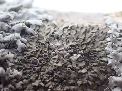 Phaeophyscia ciliata