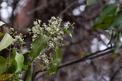 Psychopterys multiflora