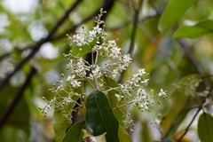 Psychopterys multiflora