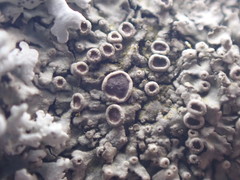 Phaeophyscia ciliata