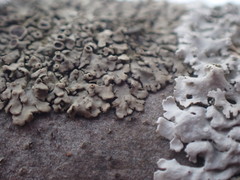 Phaeophyscia ciliata