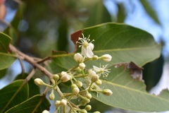 Psychopterys multiflora