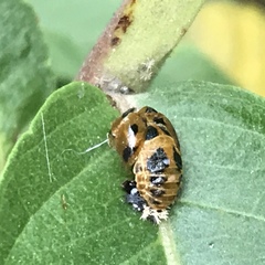 Harmonia axyridis