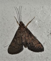 Piletocera macroperalis