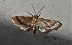 Idaea trypheropa