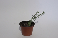 Crassulaceae
