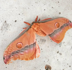 Opodiphthera loranthi