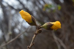 Bakeridesia pittieri