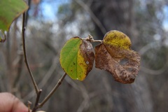Bakeridesia pittieri