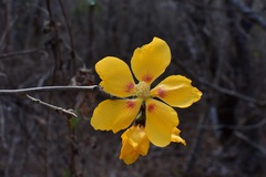 Bakeridesia pittieri