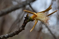 Pseudobombax palmeri