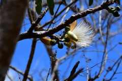 Pseudobombax palmeri