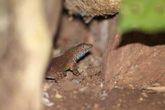 Sceloporus gadoviae