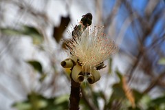 Pseudobombax palmeri