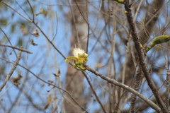 Pseudobombax palmeri