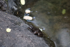 Lithobates zweifeli