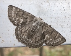 Crypsiphona ocultaria