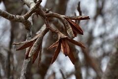 Cedrela salvadorensis