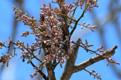 Cedrela salvadorensis