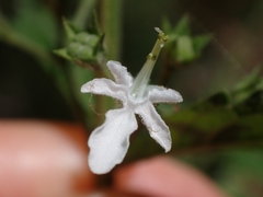 Teucrium corymbosum