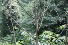 Aethopyga gouldiae