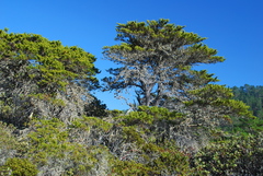 Cupressus goveniana