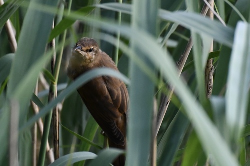 Carricero tordal (Acrocephalus arundinaceus)