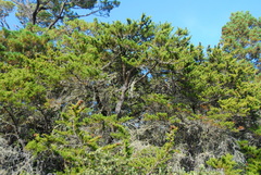 Cupressus goveniana