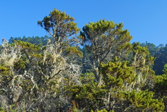 Cupressus goveniana