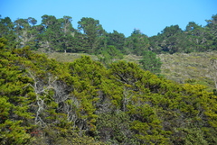 Cupressus goveniana