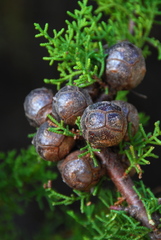 Cupressus goveniana