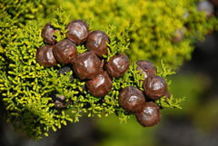Cupressus goveniana