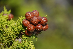 Cupressus goveniana