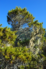 Cupressus goveniana