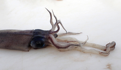 Onychoteuthis aequimanus