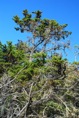 Cupressus goveniana