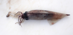 Onychoteuthis aequimanus