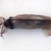 Onychoteuthis aequimanus - Photo (c) nhaass, algunos derechos reservados (CC BY-NC)