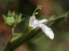 Teucrium corymbosum