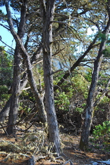 Cupressus goveniana