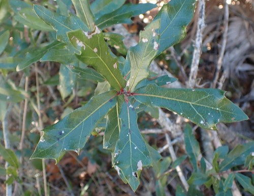 Quercus hemisphaerica image