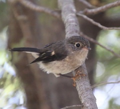 Petroica macrocephala