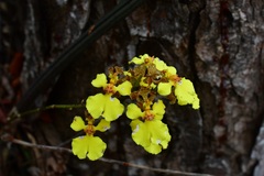 Trichocentrum cebolleta